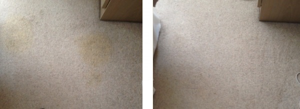 pet urine before and after cleaning