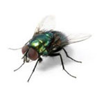 House Fly